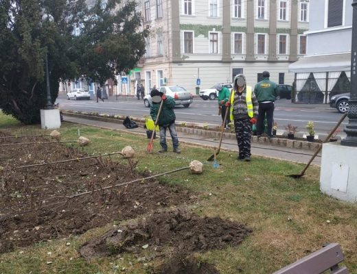 Se plantează copaci