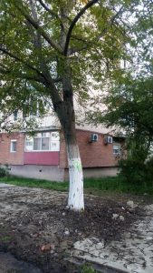 copac bihorului